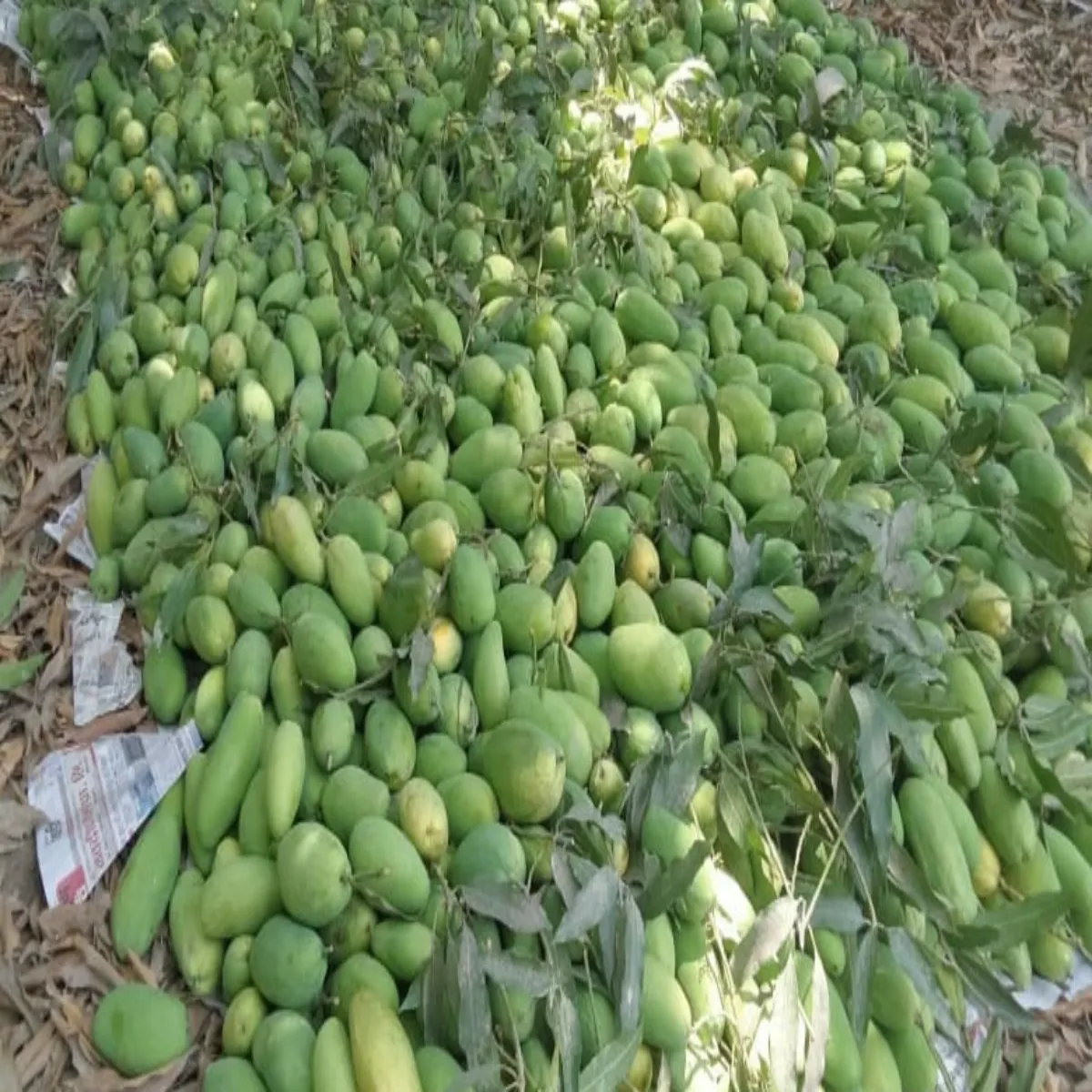 Mangocrop Mangocrop Bemausm Barish Tuphan Aam