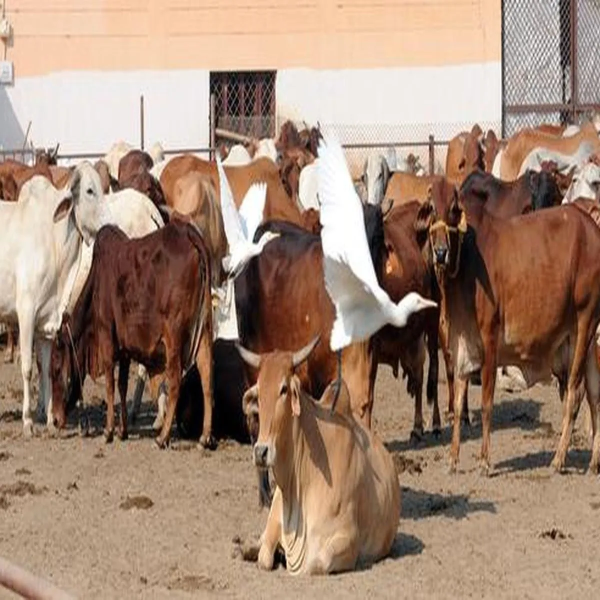 Cowwelfare Cowwelfare Sal Bad Bhi Cowwelfare