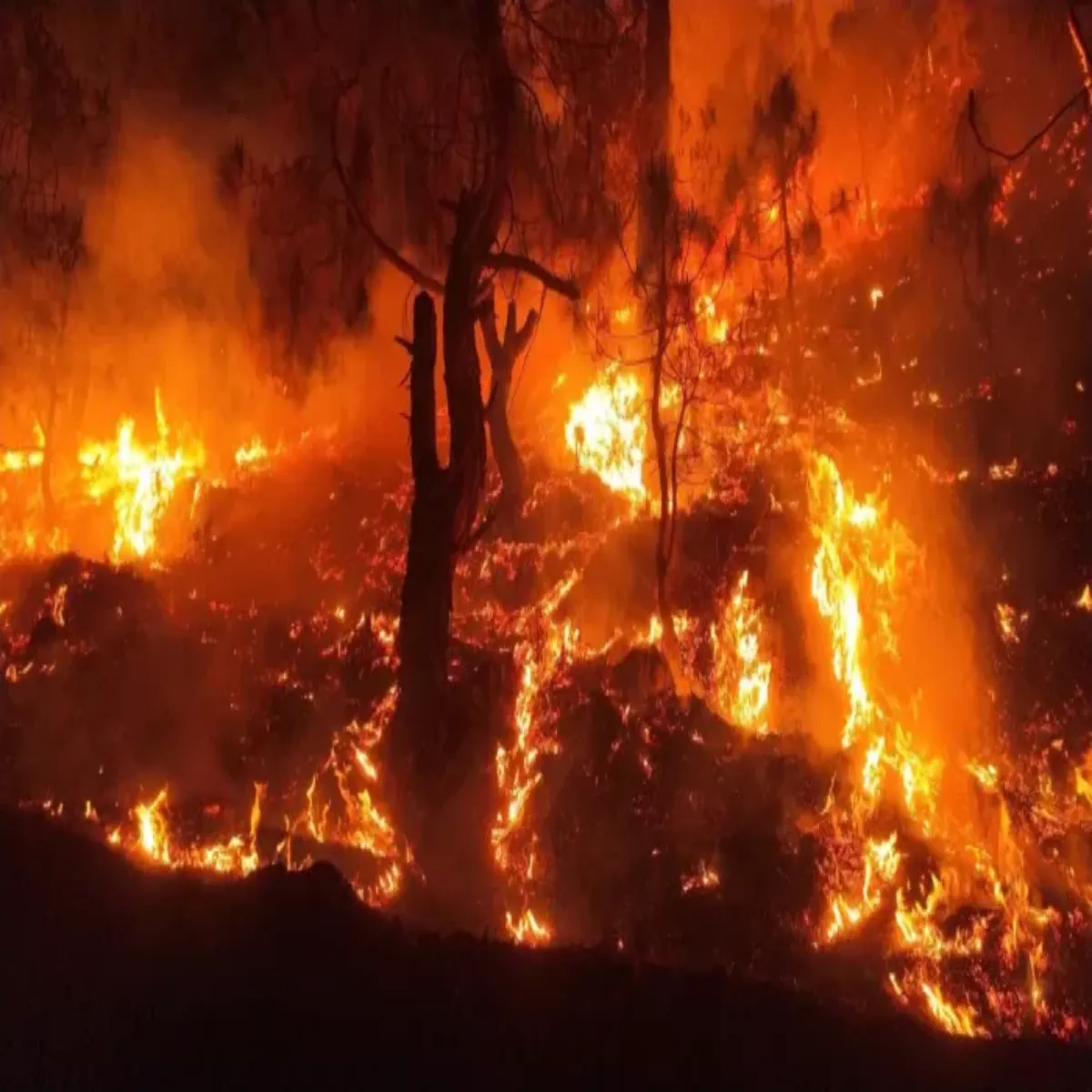 Forestfire Forestfire Uttrakhnd Men Jnglon Aag
