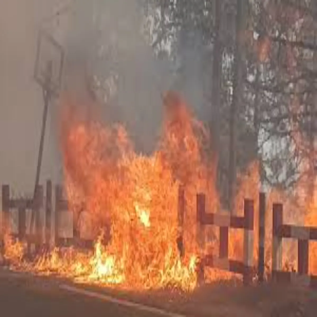Forestfire Forestfire Vnagni Mansun Taiyariyon Srkar
