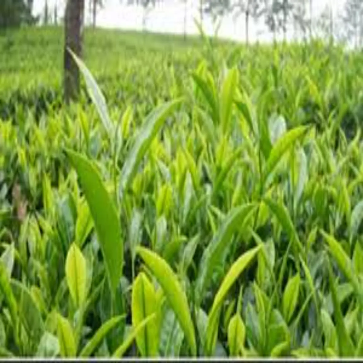 Teaindustry Teaindustry Uttrakhnd Chay Kheti Bdhaee
