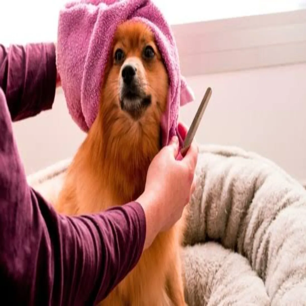 Animal Care Animal Care Bhish Grmi