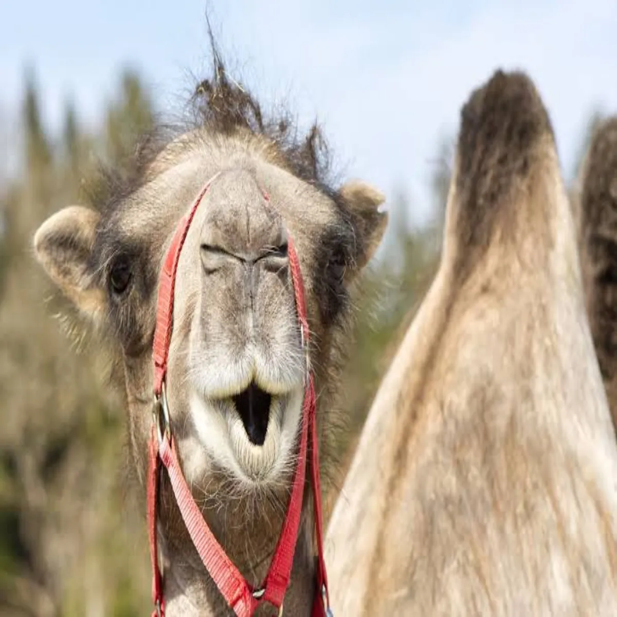Camel Treatment Camel Treatment Janen Oont