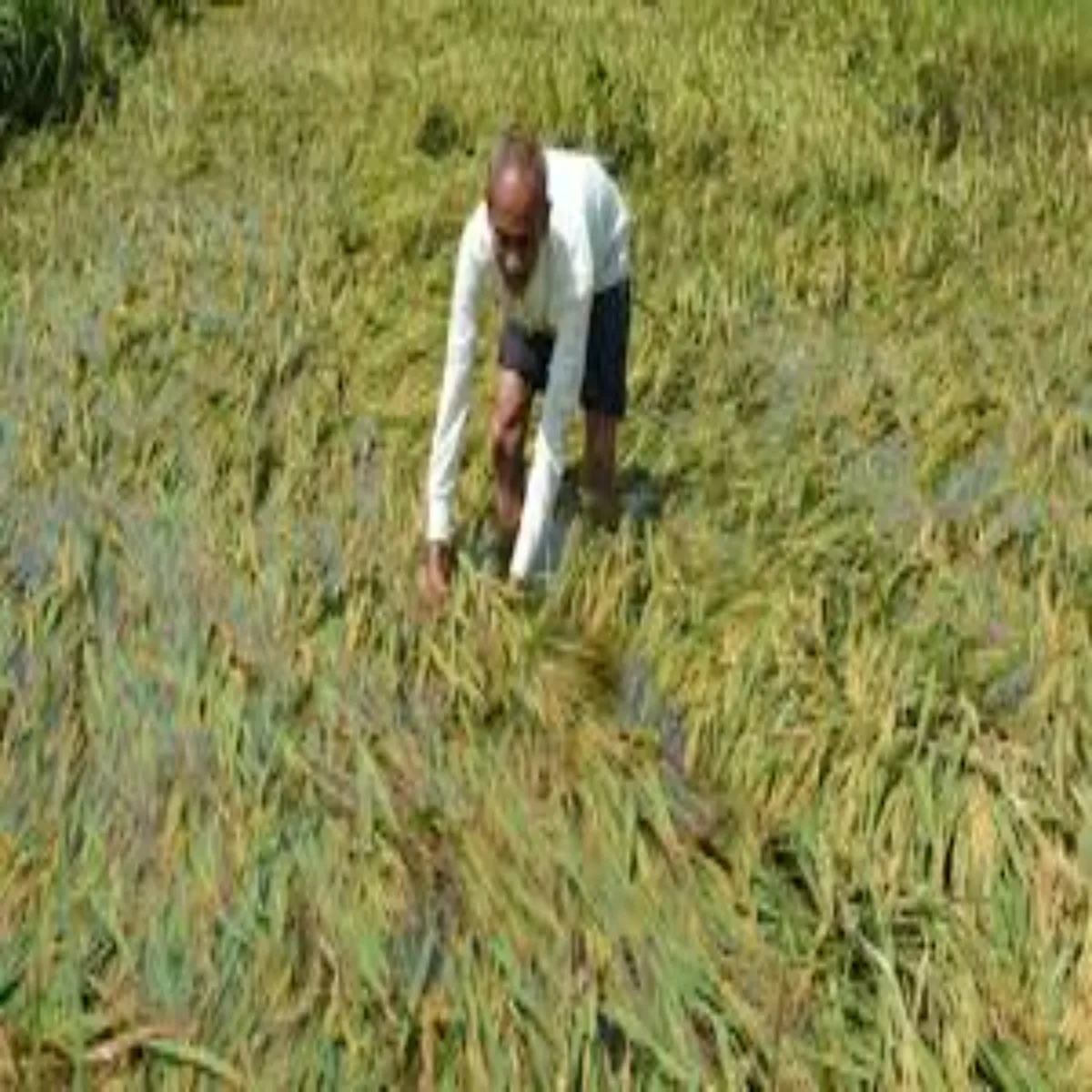 Crop Insurance Crop Insurance Kmjor Mansun