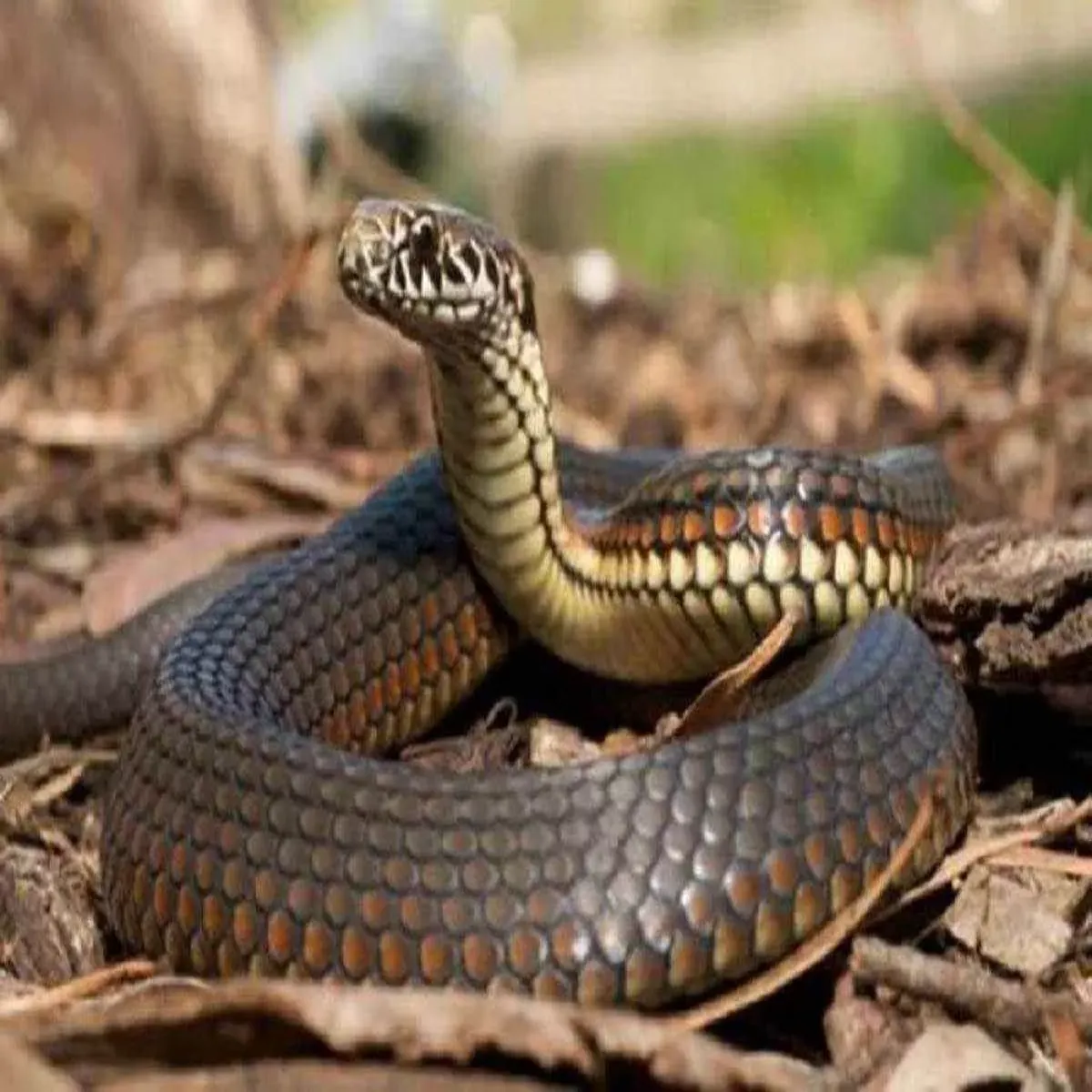Snakebite Snakebite Hridvar Aashrm Men Yuvti