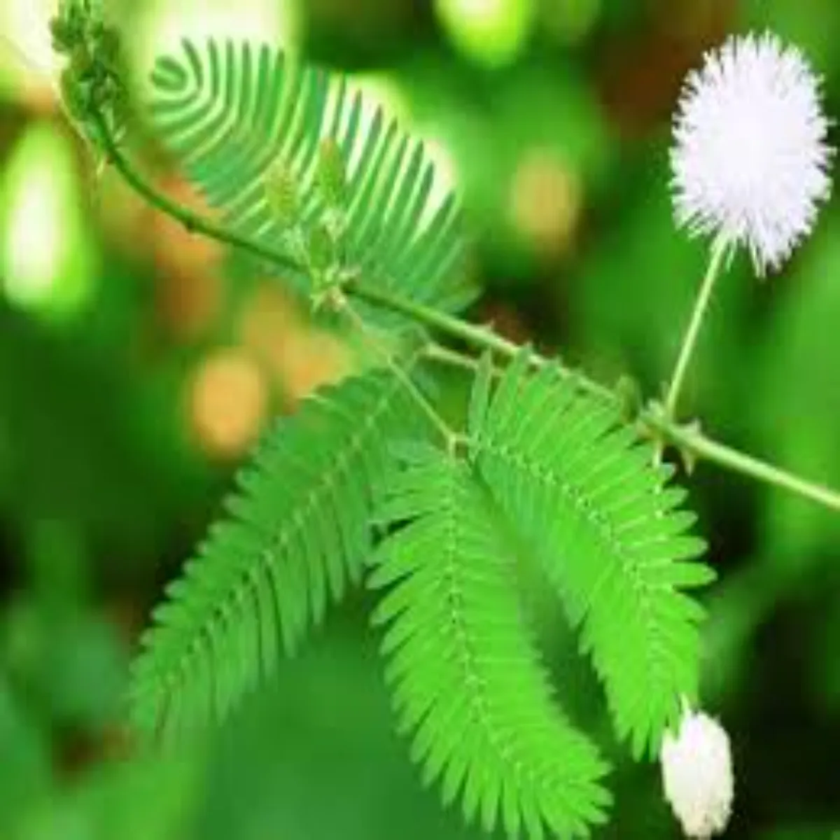 Lajwantiplant Lajwantiplant Janen Chhuee Muee Paudhe