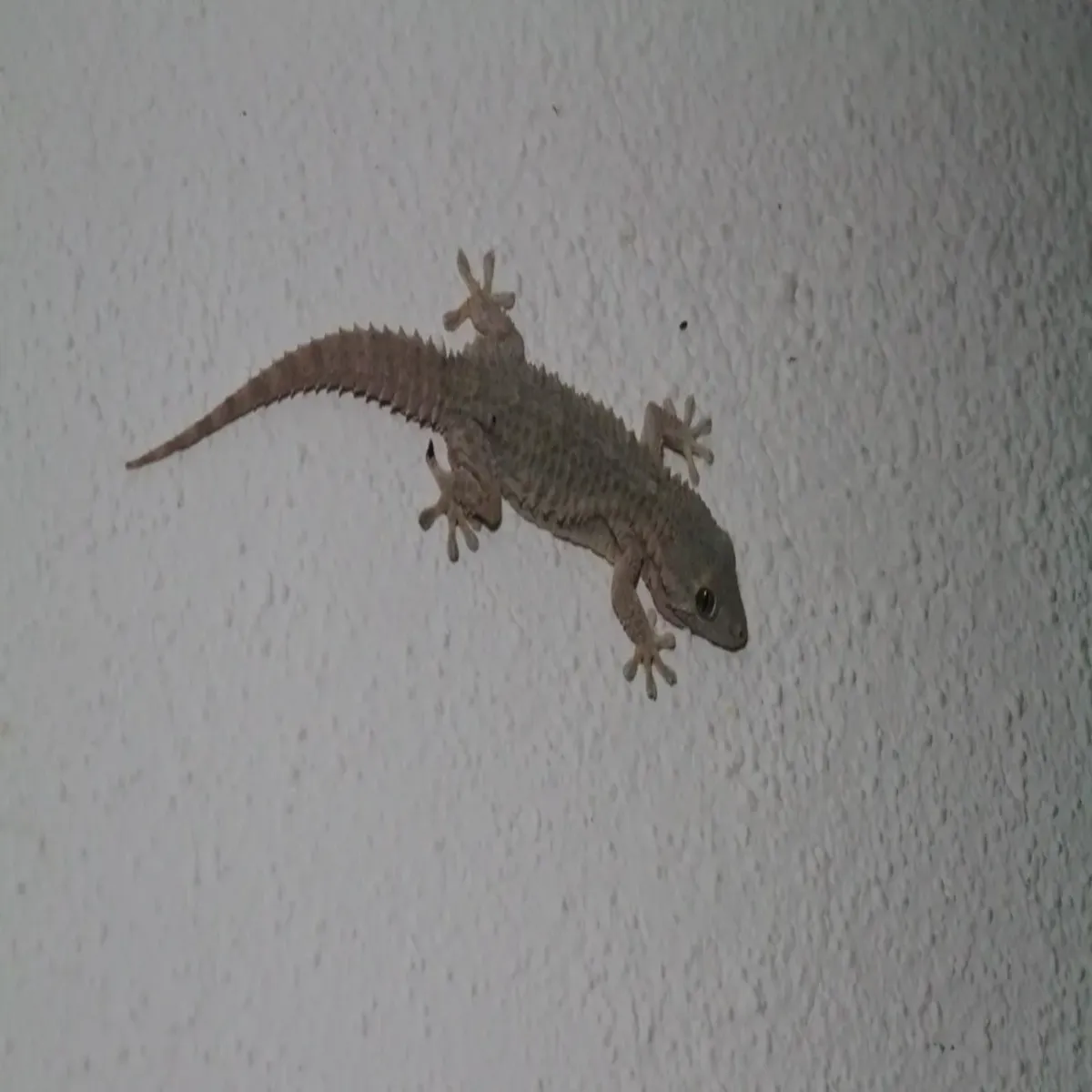 Lizardbite Lizardbite Chhipkli Katne Ghbraen Nhin