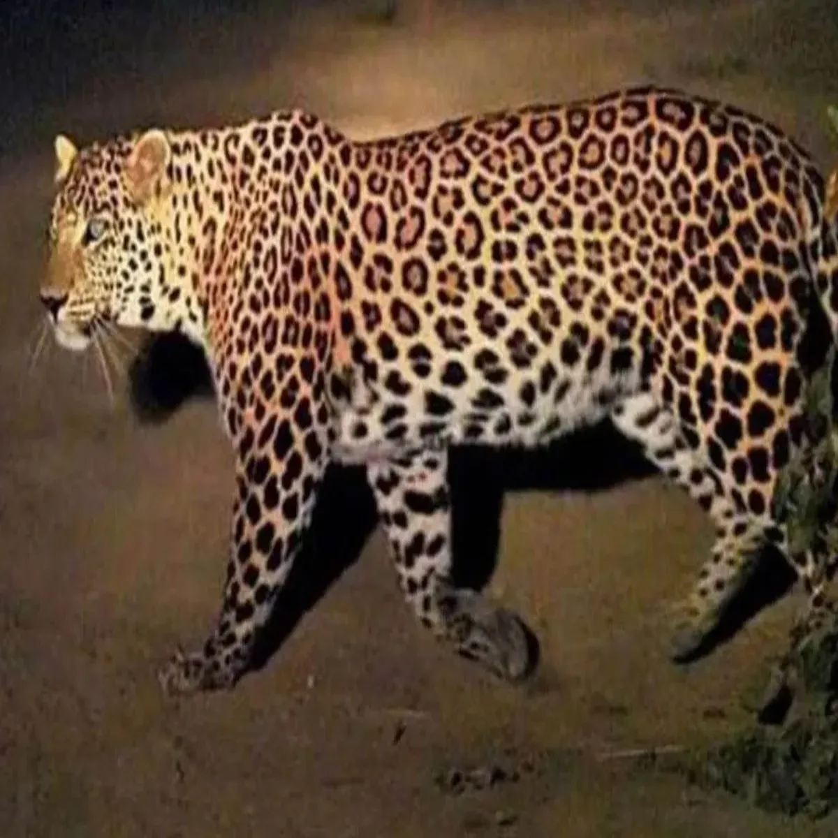Leopardattack Leopardattack Paudi Men Ghas Katne