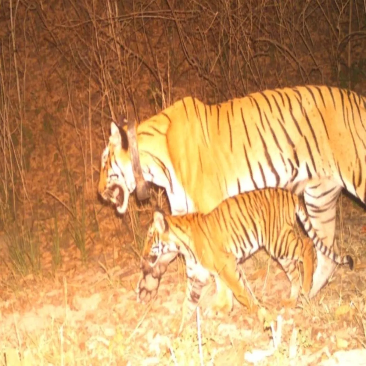 Tigerconservation Tigerconservation Rajaji Pshchimi Kshetr Men