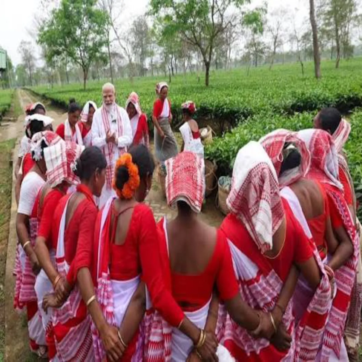 Teafarming Teafarming Chay Baganon Bdli Ganvon