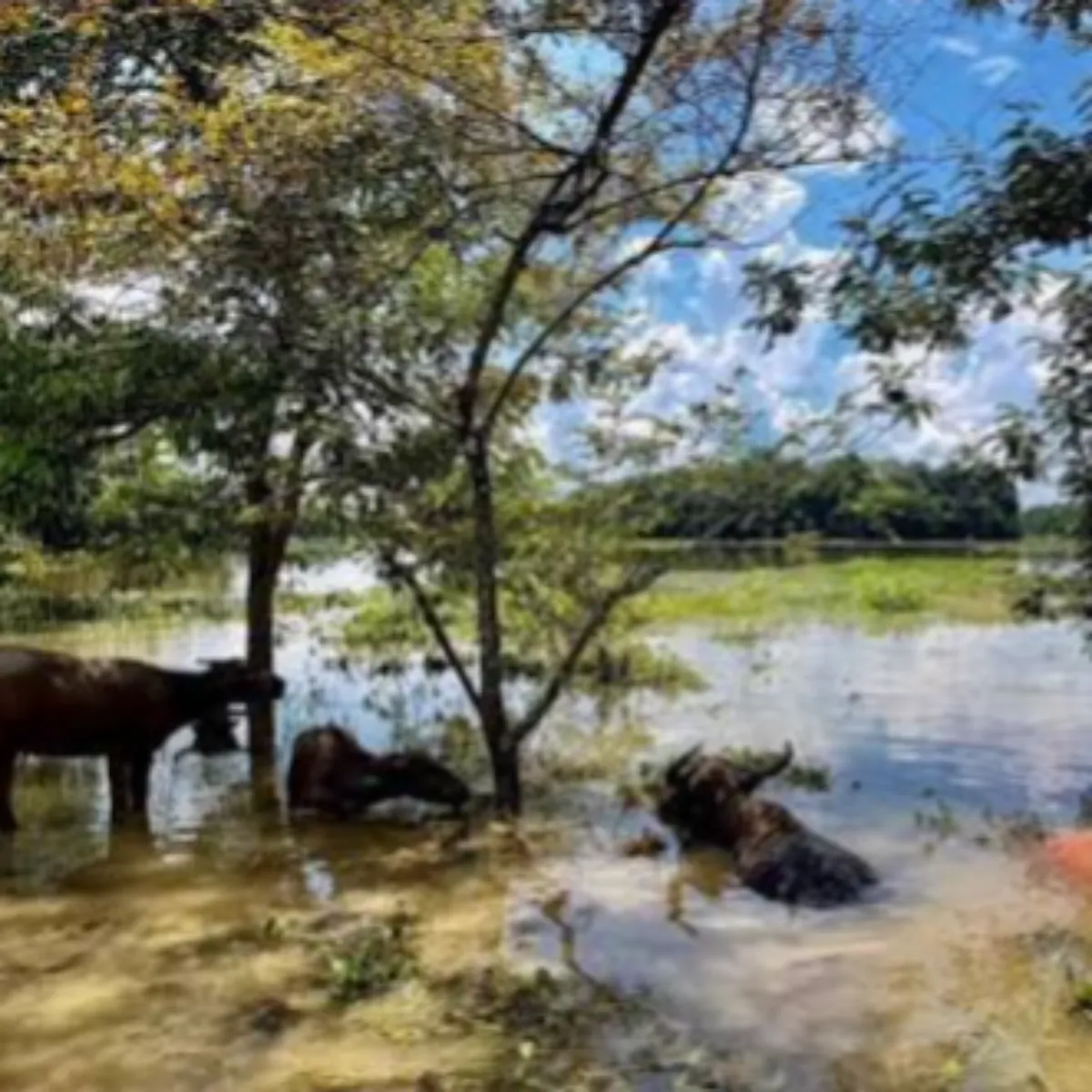 Assam Floods Assam Floods Badh Mtkon