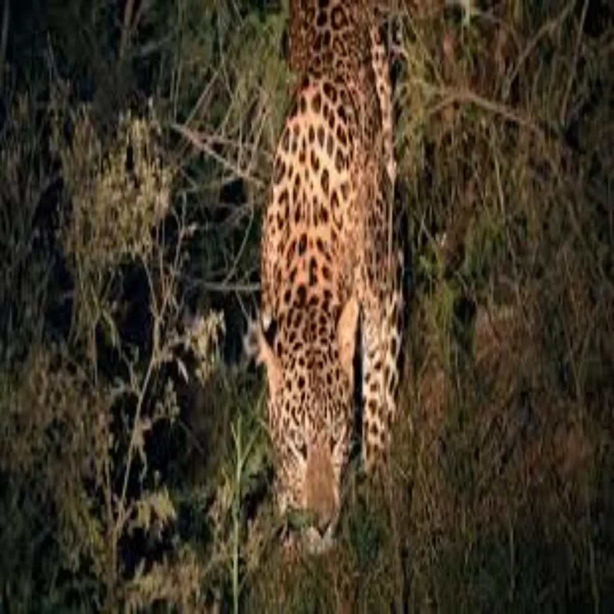 Leopardattack Leopardattack Bhraich Men Khet Rkhvali