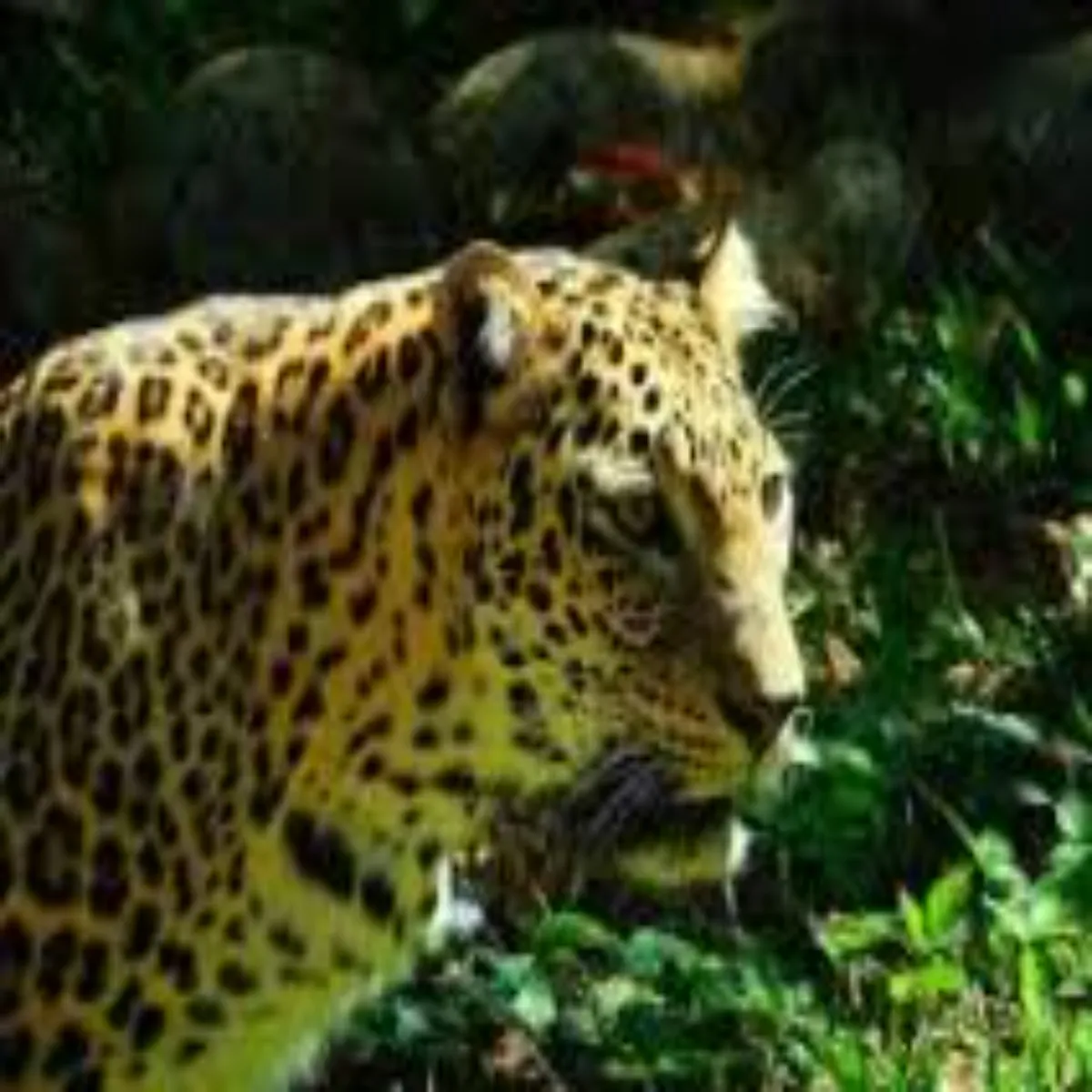 Leopard Leopard Ghr Men Ghuse Tendue