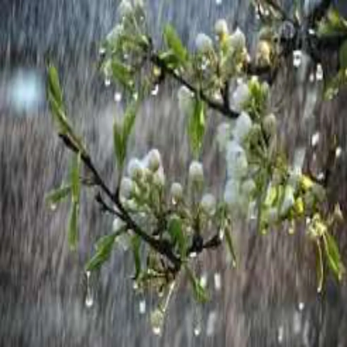 Monsoongardening Monsoongardening Barish Mausm Men Aasan
