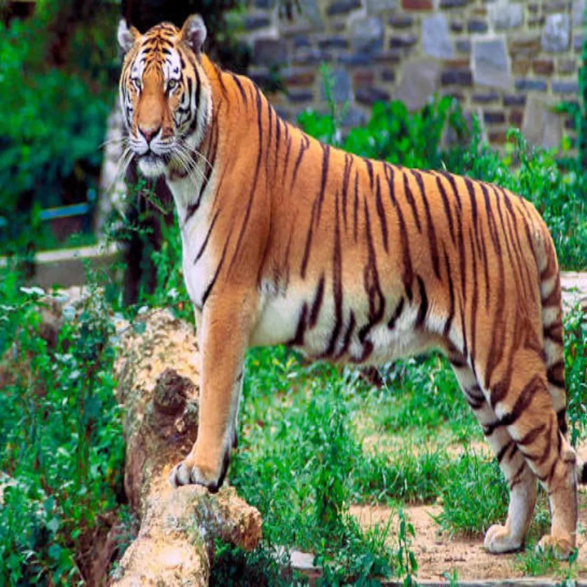 Tigerconservation Tigerconservation Aath Logon Hmle Bad