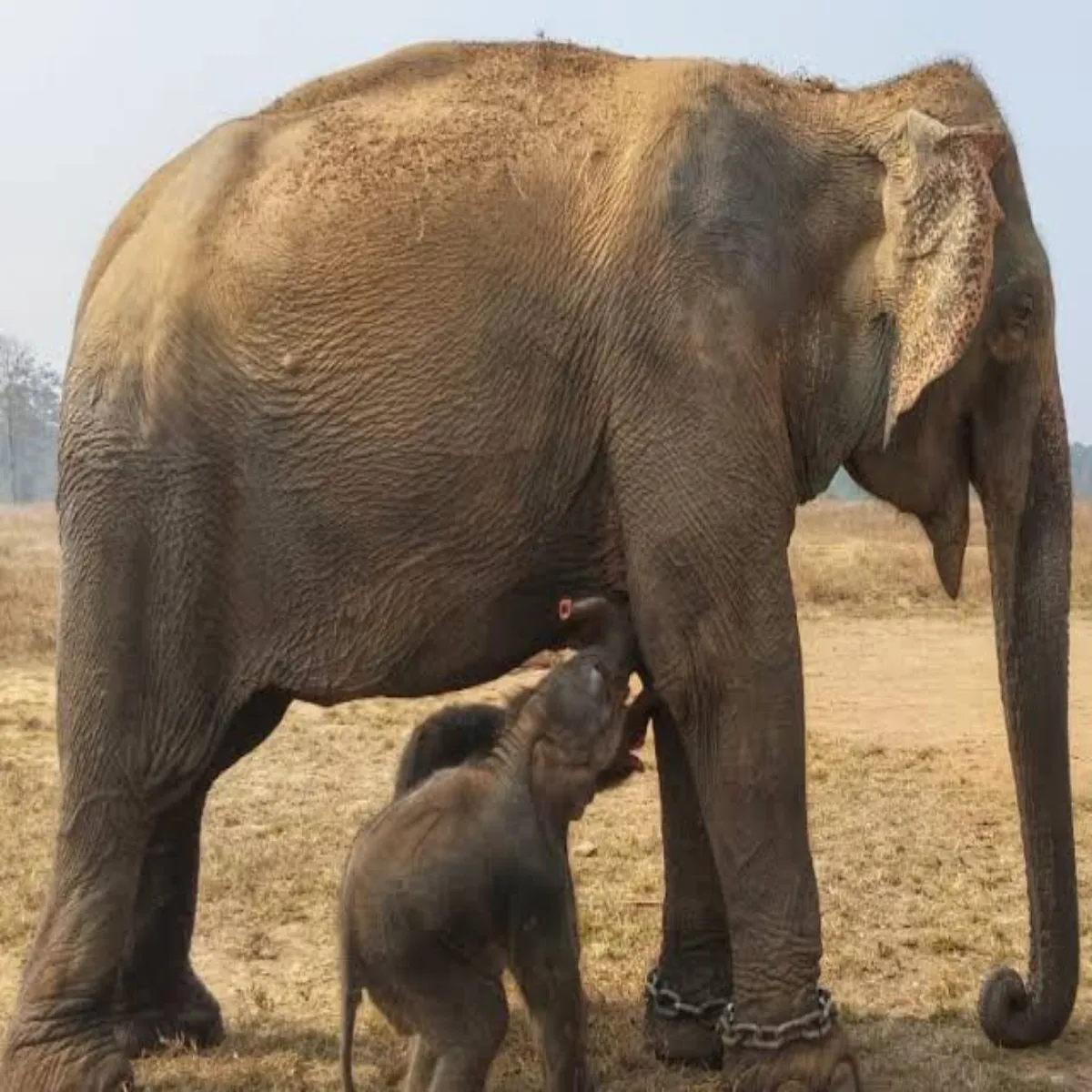 Elephantvideo Elephantvideo Intrnet Vayrl Huaa Yuganda