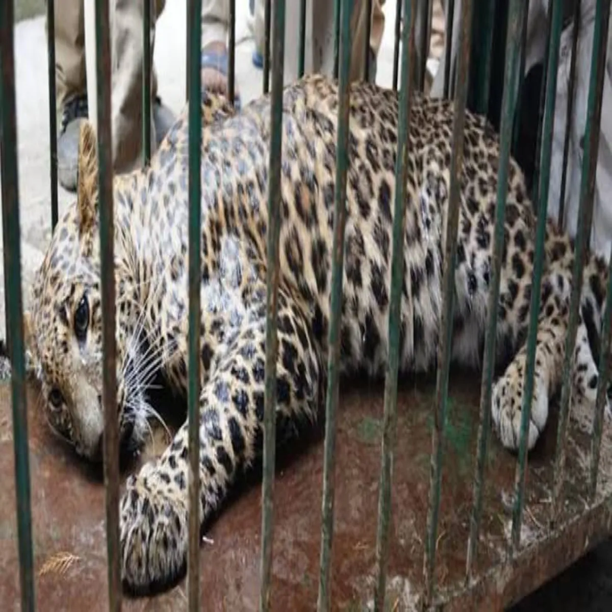 Wildlife Wildlife Dhumakot Renj Men Din