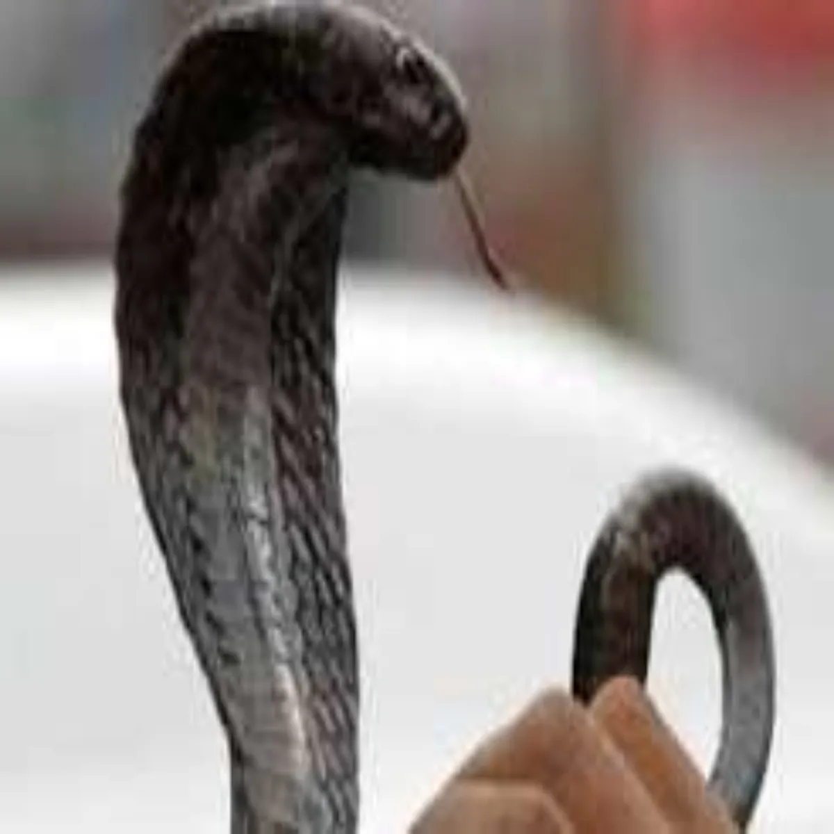 Snakebite Snakebite Gdhchirauli Aadivasi Chhatravas Men